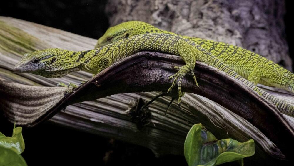  Liberecká zoo má dva varany Reisingerovy, foto: Artur Irma
